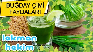 BUĞDAY ÇİMİ FAYDALARI [upl. by Safir]