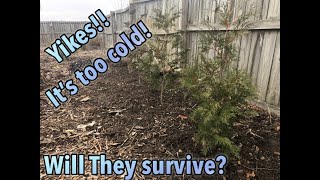 Transplanting Trees and Shrubs in January [upl. by Modestia931]