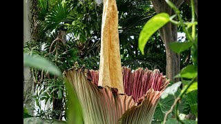 2019 Corpse Flower Timelapse [upl. by Samid]