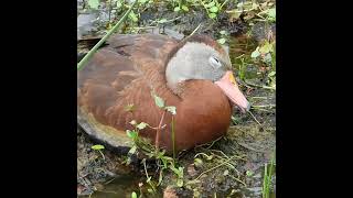 Blackbellied Whistling Duck Snoozes in the Wetlands of South Florida [upl. by Einnus]