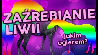 LIWIA POKRYTA JAKIM OGIEREM  Nie było łatwo  vlog HORSEONBOARD  Stanówka [upl. by Siduhey]