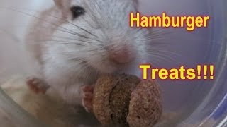 How To Make Hamburger Treats for Gerbils and Hamsters [upl. by Fulbright]