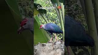 🇱🇰Swamphen and a squirrel 🐿️ 🦜 birds swamphen nature bird [upl. by Leonelle]