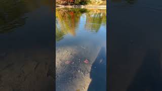 Chain Pickerel Release bassfishing fishing carp countrycoversong sportfishing fish Pickerel [upl. by Greggs507]