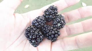 Boysenberry plant  grow care amp harvest Eat a lot [upl. by Nirtiak]