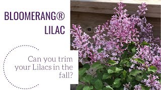 When to Trim Your Lilacs  wwwgardencrossingscom [upl. by Acina]