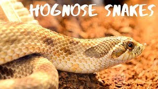 Western Hognose Snakes  Everything You Need To Know [upl. by Baptiste]