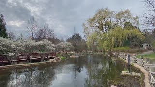 Spring bloom gets underway at Morton Arboretum [upl. by Peyter]