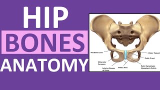 Pelvis Hip Bones Anatomy Os Coxae Pelvic Girdle  Ilium Ischium Pubis [upl. by Lafleur]