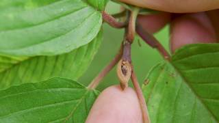 cascara  Rhamnus purshiana Identification and characteristics [upl. by Alyal]