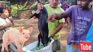 Piglets Wholesale Market Guwahati  Pig Farm In Assam  Assam Pig Farm [upl. by Latif366]