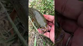 Mancing parit gajah ada ikan babonya 😱 shorts fishing viralvideo [upl. by Erlinna15]