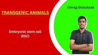 5 Embryonic Stem Cell ESC mediated gene transfer  Transgenic Animals [upl. by Ames]