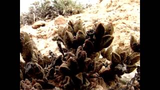 Bloodfinger  The Succulent Karoo Namibia [upl. by Htebizile]