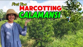 How to Marcot Calamansi [upl. by Mihsah]