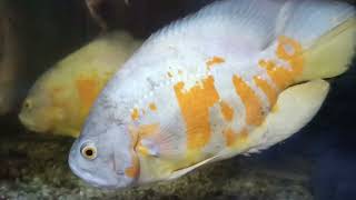 Astronotus Ocellatus albino tigre amp Cía Monster Fish Tank [upl. by Karry809]