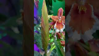 Vriesea Splendent in Bloom plant plants flower bloom bromeliads tropical jungle [upl. by Loos]