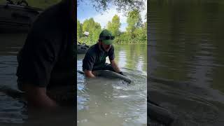 È sempre bello fare il bagno insieme a loro 💥🎣 fishing river wildlife fish catchandrelease [upl. by Kilby]