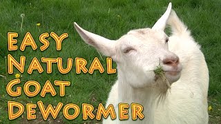 At Home Natural Goat DeWormer Goat Basics 101 [upl. by Balch]