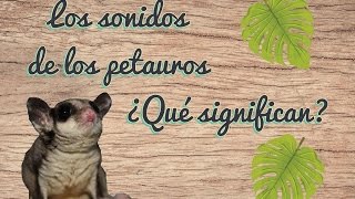 Sonidos de los petauros sugar glider y qué significan [upl. by Ddene550]