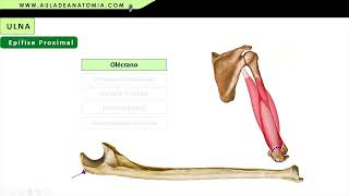 OSSO ULNA [upl. by Cyna862]