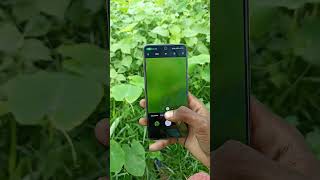 HOW TO POCO M4 PRO 4G CAMERA TEST settings shortvideo youtubeshorts [upl. by Ellivnarg]