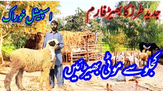 We Visited I kajla sheep Farm sheep Farming Buisness in Pakistan [upl. by Avevoneg21]