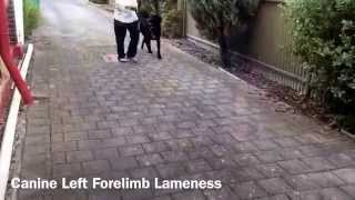 Canine Left Forelimb Lameness [upl. by Fanning301]