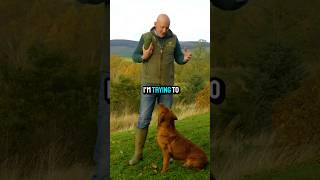 Red Labrador dog puppyDogTraining gundogs mordorgundogs [upl. by Aiceila]