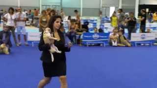 ENCI Mostra Canina Gara Bellezza Cani  Video Fiera di Roma [upl. by Sudnac]