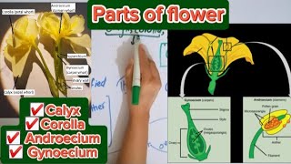 Parts of flowerCalyx CorollaAndroeciumGynoecium [upl. by Assil]