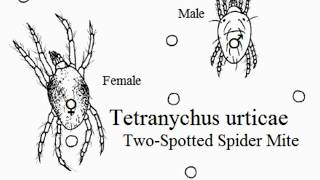 Tetranychus urticae Physiology and General Knowledge [upl. by Yve]