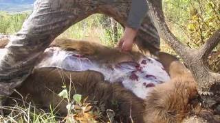 Fred Eichler How to quarter an Elk in less than 10 min Gutless field dressing [upl. by Yesnyl992]