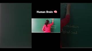 humanbrain [upl. by Maury]