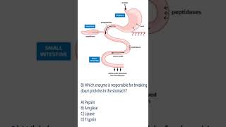 Qwhich enzyme digest protein in adults youtubeshorts shortvideo viralshort biology science ms [upl. by Gram]