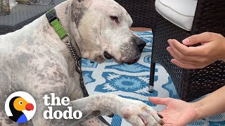 Watch The TearJerking Moment This Dog Meets His New Mom  The Dodo Adoption Day [upl. by Adnuahsar771]