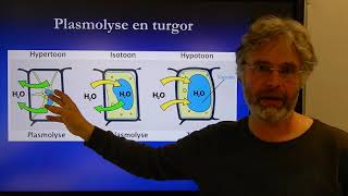 Biologie HV BB Stevigheid door osmose [upl. by Kostman]