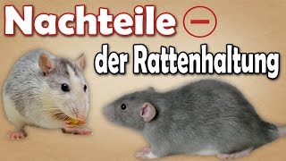 Nachteile der Rattenhaltung Welche Nachteile bringt die Haltung von Ratten mit sich Aufklärung [upl. by Jonah142]