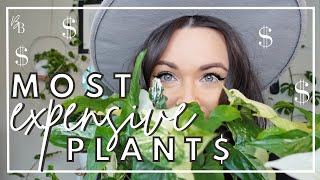 My Most RARE amp EXPENSIVE Houseplants  Rare Plant Collection Tour  Plant Collection [upl. by Earla]