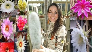 How to get Cacti and Succulent plants to flower [upl. by Addie762]