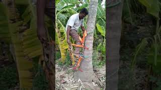 Coconut tree climbing machine [upl. by Zilada]