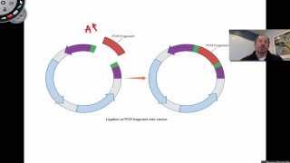 Ligation of PCR Products [upl. by Olnek]