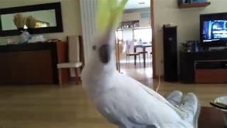 CRAZY COCKATOO DANCING [upl. by Labotsirc]