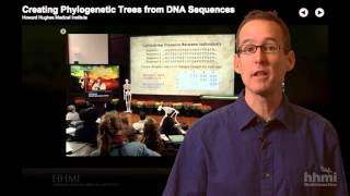 HHMI Educator Tips  Phylogenetic Trees Click and Learn [upl. by Ainerbas]