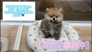 ポメラニアンちゃん（2024年4月10日生まれ）【DogampCatFえふ】 [upl. by Still]