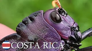 Spectacular grasshoppers 🇨🇷 Costa Rica  v160 [upl. by Onyx]