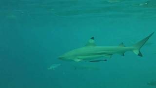 Snorkelling With Sharks In Kuramathi Maldives [upl. by Nahtahoj]