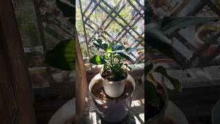 Peace lily ugaoo rubber plant amp snake plant reels indoorplants peace love garden plants [upl. by Sirroned]