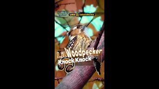 Lil Woodpecker Knock Knock  English Ver gentle and happy song REGGAE Shorts [upl. by Midas]