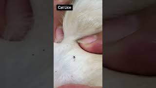 fleas removing from cat  flea treatment for cats  prussian cat worms [upl. by Acile]